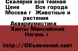 Скалярия коя темная › Цена ­ 50 - Все города, Москва г. Животные и растения » Аквариумистика   . Ханты-Мансийский,Нягань г.